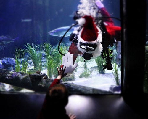 A child reaches out to a scuba diver dressed as Santa Claus behind an aquarium glass, surrounded by fish and aquatic plants.