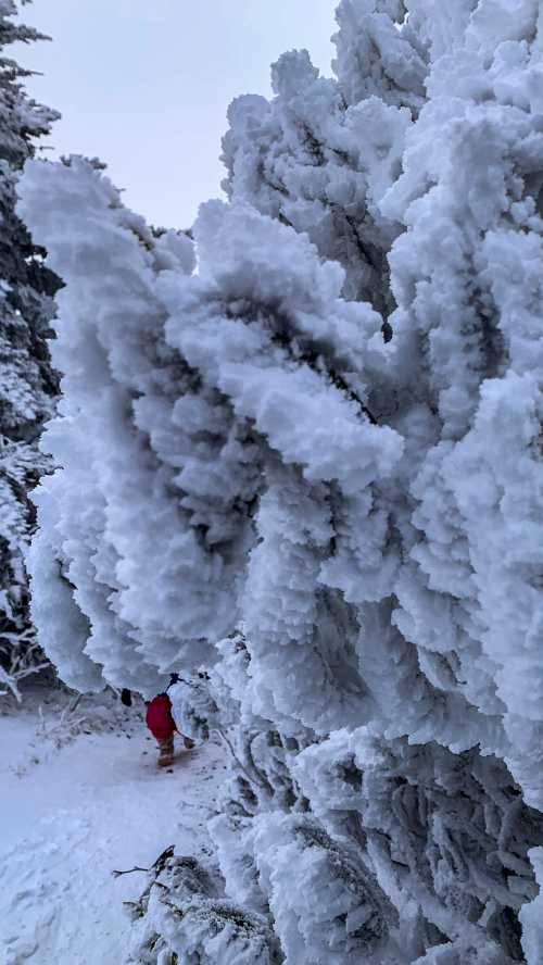 Frost-covered tree branches in a snowy landscape, with a person in red visible in the background.