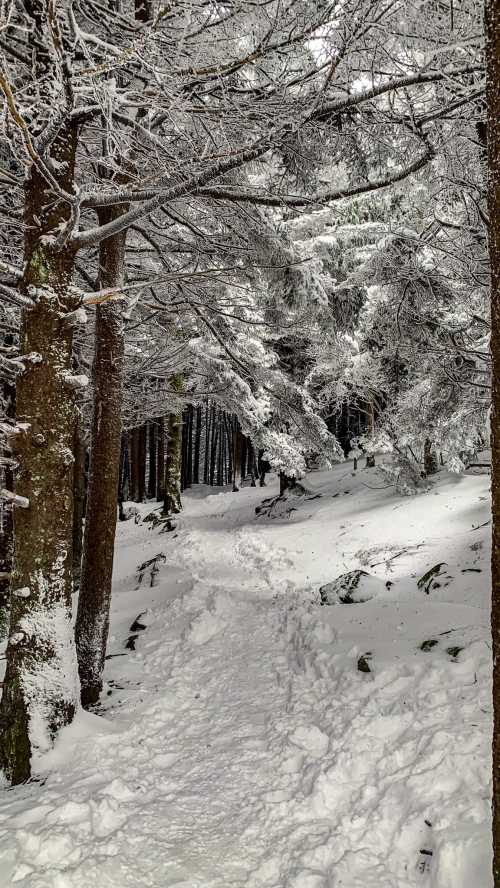 A snowy forest path surrounded by tall trees, blanketed in fresh snow, creating a serene winter landscape.