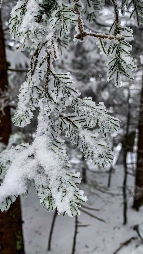 Close-up of snow-covered evergreen branches in a snowy forest.