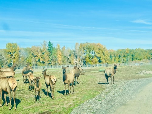 A herd of elk stands in a grassy area with trees in the background, under a clear blue sky.
