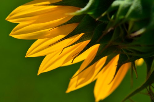 Close-up of vibrant yellow sunflower petals against a blurred green background.