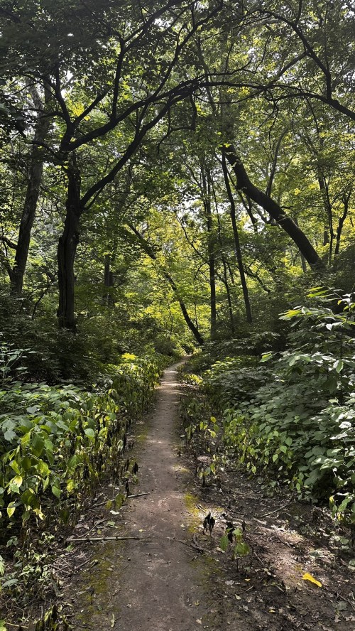 A serene forest path surrounded by lush greenery and tall trees, inviting exploration and tranquility.