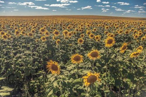 A vast field of bright yellow sunflowers under a blue sky with fluffy clouds.