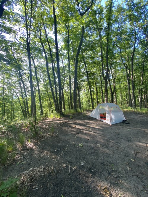 A white tent set up in a lush green forest, surrounded by tall trees and dappled sunlight.
