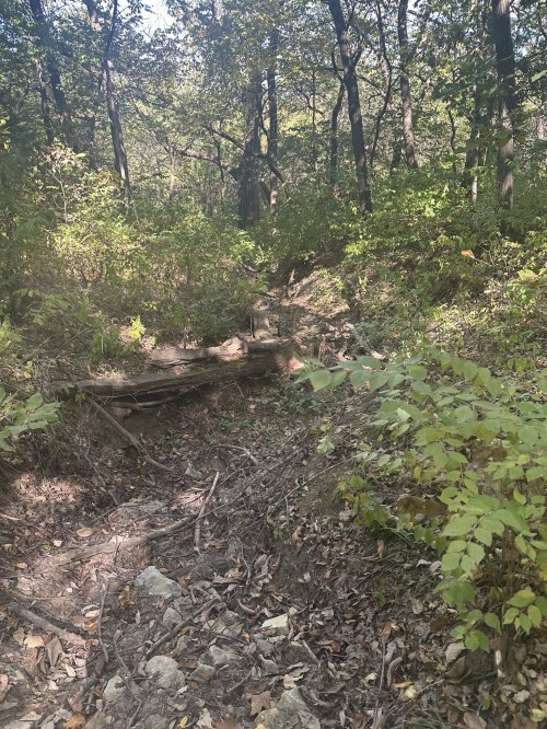 A wooded trail with lush greenery, fallen branches, and a small dry creek bed in a serene forest setting.