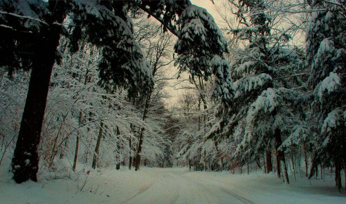 A snow-covered path surrounded by trees, creating a serene winter landscape.