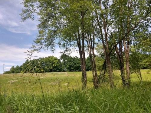 A serene landscape featuring tall grass and trees under a partly cloudy sky.