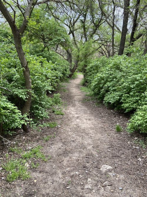 A narrow dirt path winds through lush green foliage and trees, leading into a serene, wooded area.