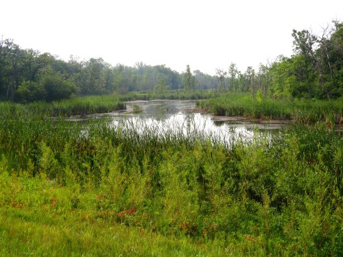 A serene wetland scene with lush green vegetation surrounding a calm, reflective body of water under a hazy sky.