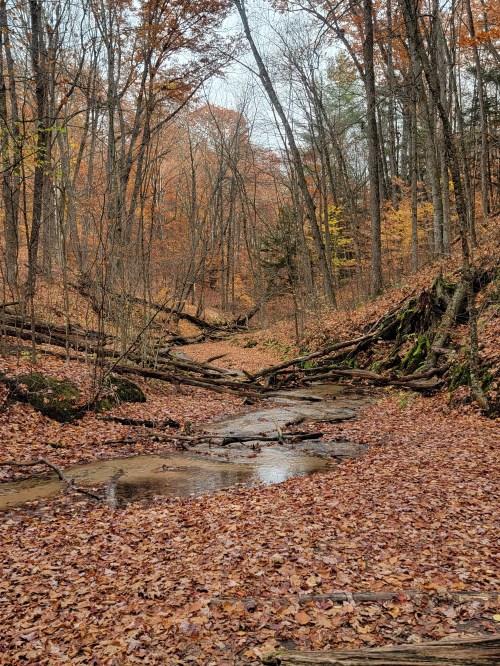 A serene forest scene with a dry creek bed, surrounded by autumn foliage and fallen leaves on the ground.