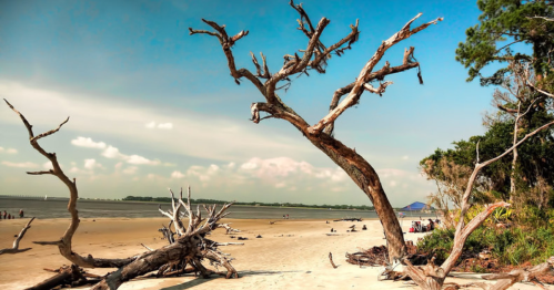 A scenic beach with driftwood, a blue tent, and trees against a clear sky and calm water in the background.
