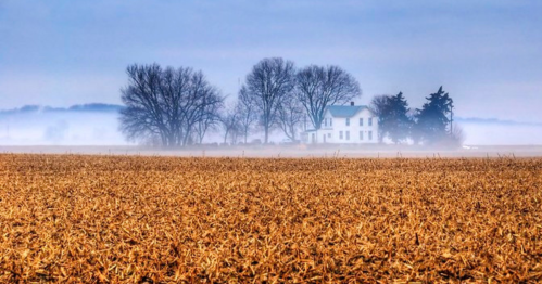 A misty landscape featuring a golden field and a distant white house surrounded by trees.