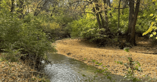 A serene creek surrounded by trees with autumn foliage and a carpet of fallen leaves along the water's edge.