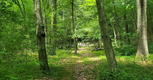 A serene forest path surrounded by lush green trees and foliage, leading into a peaceful wooded area.