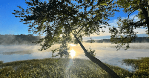 A serene lake scene at sunrise, with mist rising and a tree leaning over the water, creating a peaceful atmosphere.