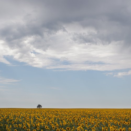 A vast field of sunflowers under a cloudy sky, with a single tree in the distance.