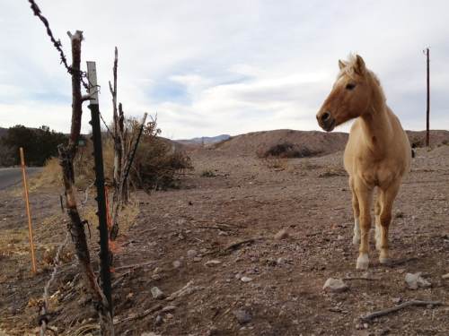 A light-colored horse stands near a barbed wire fence in a barren landscape with mountains in the background.
