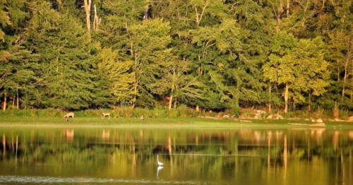 A serene lake scene with deer grazing by the shore and a heron wading in the water, surrounded by lush greenery.