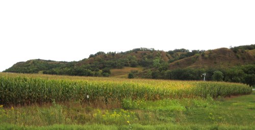A lush green cornfield in the foreground with rolling hills and trees in the background under a cloudy sky.