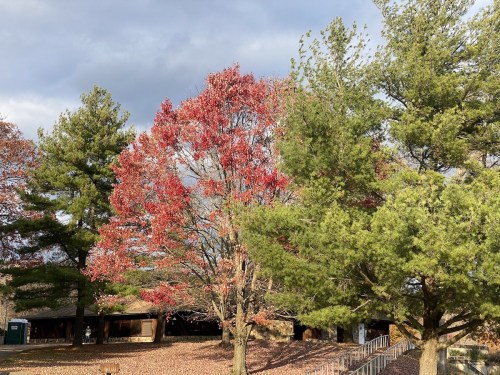 A vibrant red tree stands among green pines, with a cloudy sky above and fallen leaves covering the ground.