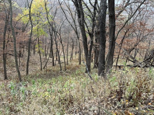 A wooded area with a mix of bare trees and autumn foliage, featuring tall grass and underbrush.