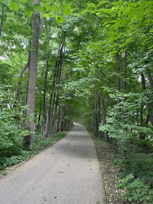 A serene, tree-lined path winding through a lush green forest.