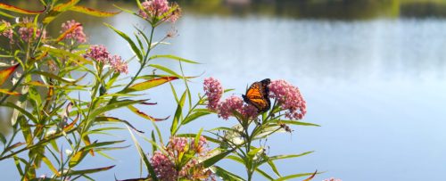 A butterfly perched on pink flowers by a calm lake, surrounded by greenery and soft reflections in the water.