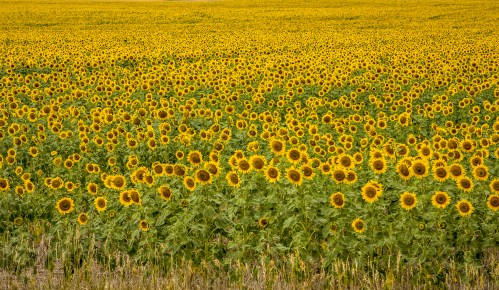 A vast field of bright yellow sunflowers stretching across the landscape under a clear sky.