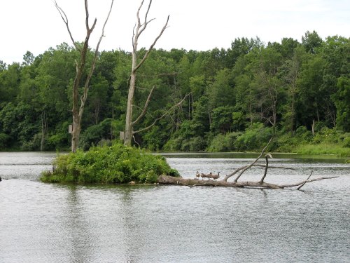 A serene lake scene with a small island, dead trees, and ducks resting on a log surrounded by lush greenery.