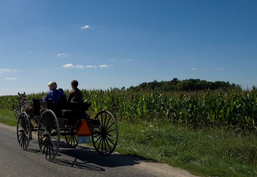 Two people in a horse-drawn buggy travel along a rural road, with cornfields stretching out on either side.