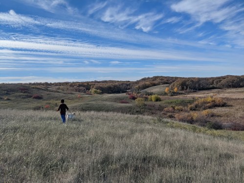 A person walks a dog through a grassy field with rolling hills and colorful autumn trees under a blue sky.