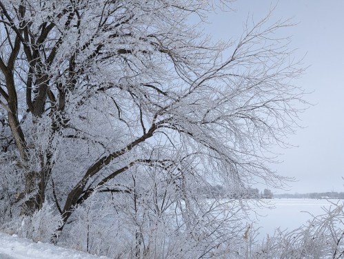 Frost-covered trees beside a frozen lake, creating a serene winter landscape under a gray sky.