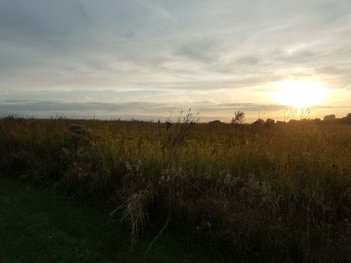 A serene landscape featuring a field of tall grass and wildflowers under a sunset sky.