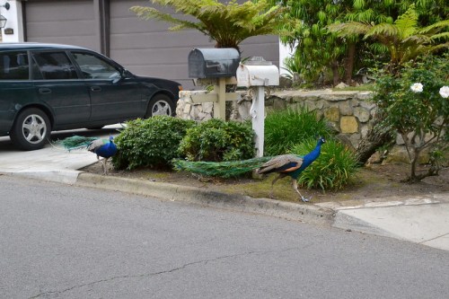 Two peacocks walking near a mailbox and lush greenery on a suburban street. A parked car is visible in the background.