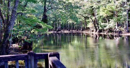 A serene forest scene with a calm, reflective pond surrounded by lush greenery and trees.