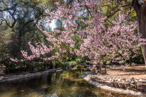 A serene scene of a creek surrounded by lush greenery and blooming pink cherry blossoms.
