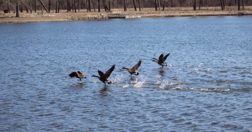 A group of ducks takes off from a calm lake, creating ripples in the water as they fly away.
