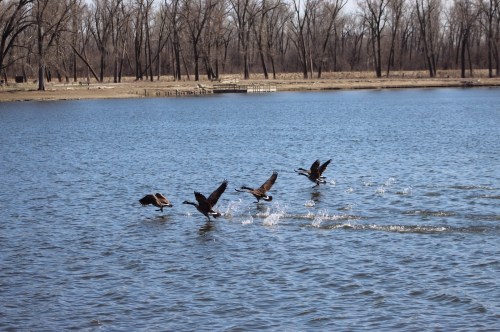 A group of ducks takes off from a calm lake, creating ripples in the water, with trees in the background.