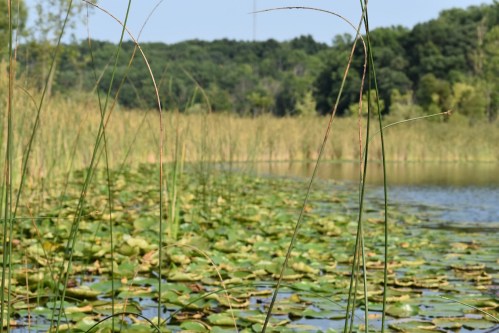 A serene pond covered with lily pads, surrounded by tall grasses and trees under a clear blue sky.