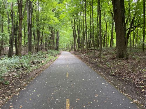 A paved path through a lush green forest, surrounded by tall trees and dappled sunlight.