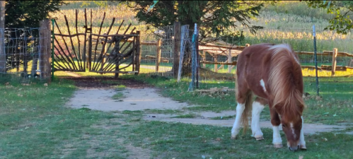 A brown and white horse grazes on grass near a rustic wooden gate and a scenic field in the background.