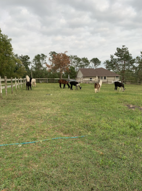 A group of llamas and alpacas grazing in a grassy field near a wooden fence and a house under a cloudy sky.