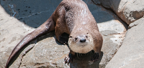 A playful otter sits on a rock, looking curiously at the camera with water droplets on its fur.