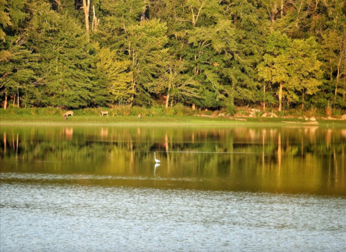 A serene lake reflecting trees and a heron, with deer grazing along the shore in the background.