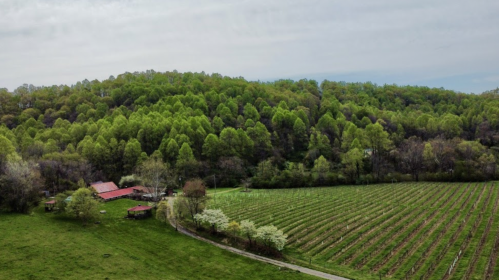 Aerial view of a lush green vineyard with a farmhouse, surrounded by trees and rolling hills under a cloudy sky.