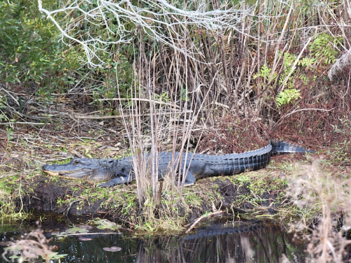 An alligator resting on the bank of a swamp, surrounded by tall grasses and shrubs.