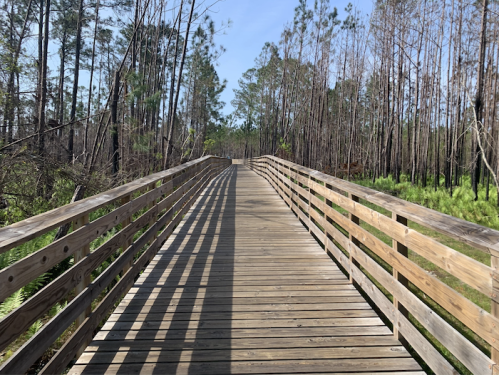 A wooden boardwalk stretches through a forest of tall trees, with shadows cast on the path under a clear blue sky.