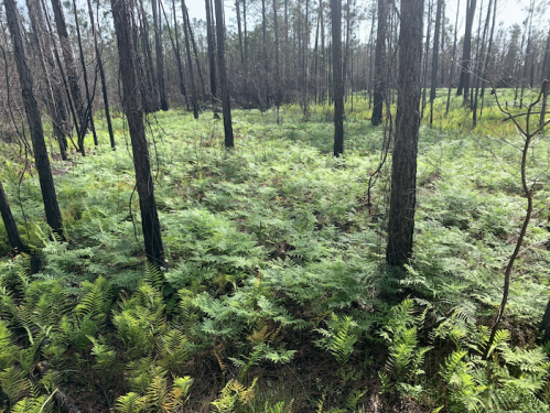 A lush green field of ferns grows among tall, charred trees in a forest recovering from a fire.
