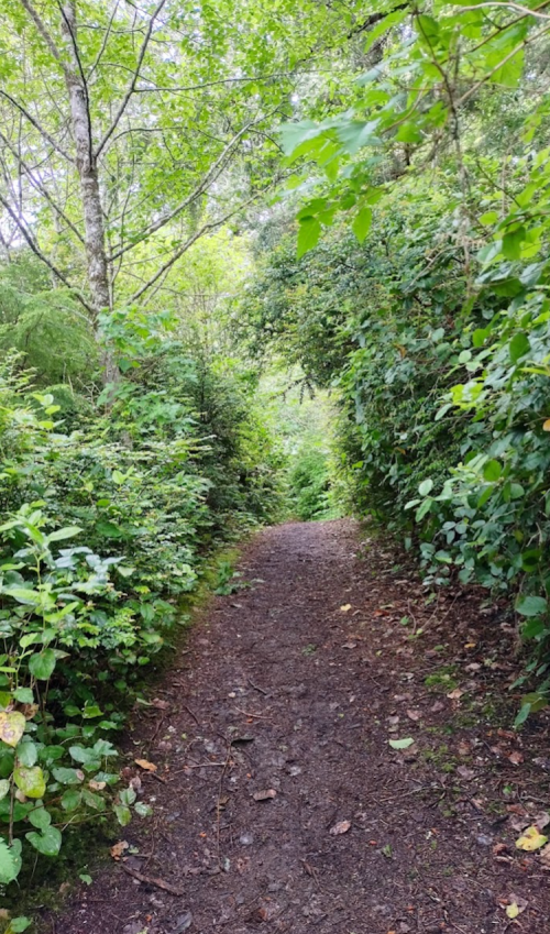 A narrow dirt path surrounded by lush greenery and trees, leading into a serene forest.